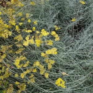 immortelle du maquis corse