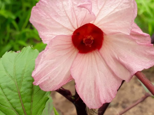fleur d'hibiscus sabdarifa