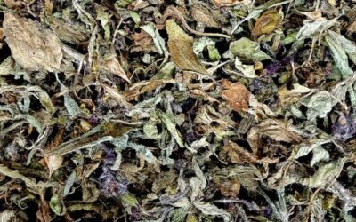 Tisane Basilic Sacré